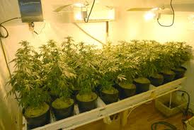 marijuana growing.jpg